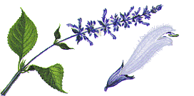 Salvia divinorum11.gif